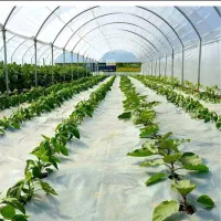 محفظه پلاستیکی کشاورزی و درختی (مالچ)|خدمات باغبانی و درختکاری|مه ولات, |دیوار