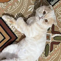 **ده میلیون تومان مژدگانی بی قید و شرط**|گربه|ساوه, |دیوار