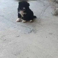 واگذاری توله دوماه قهدریجانی اصیل خرسی