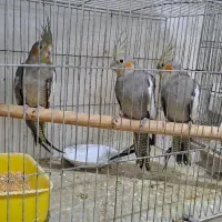 جوجه عروس 3 ماهه|پرنده|رشت, فلسطین|دیوار