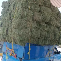 فروش چقندر قند|عمدهفروشی|دشتابی, |دیوار