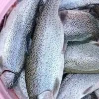 ماهی قزل آلا فرانسوی صید زنده سالم و خوشمزه