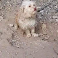 سگ پشمالو|سگ|تایباد, |دیوار