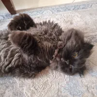 اَفتو گربه ی معروف کارناوال|گربه|تهران, شمسآباد|دیوار