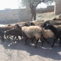 سلام ۳۰ راس میش داشتی