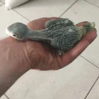 ملنگو .گرینچیک