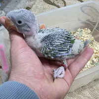 جوجه شاه طوطی سرلاکی