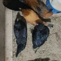 فروش جوجه مرغ تخمگذار