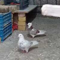 کبوتر پرشی . پرش سنگین|پرنده|نورآباد, |دیوار