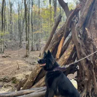 ژرمن بلک شولاین