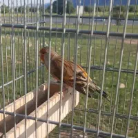 سهره قناری عتیقه