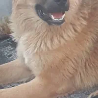 توله سگ میکس ماده پدرمادردار، ۵پشت نگهبان|سگ|ورامین, ورامین|دیوار