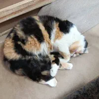 پرشین اگزوتیک