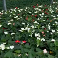 تولیدکننده گل آنتوریوم گلدانی - فروش عمده
