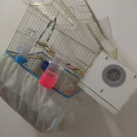 طوطی برزیلی|پرنده|دزفول, |دیوار