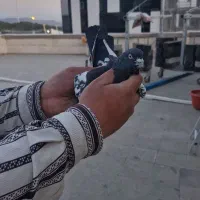 کفتر رنگی معاوضه با قاره دم سفید