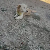 سگ پاکوتاه