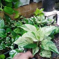 بنسای خرفه|گل و گیاه طبیعی|نیشابور, مازول|دیوار