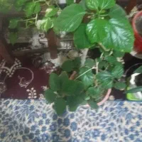 گل طبیعی|گل و گیاه طبیعی|نیشابور, شهرآرا|دیوار