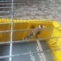 سهره ماده|پرنده|ری, شهید غیوری (ابن باویه)|دیوار