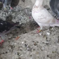 کبوترجوجه المانی