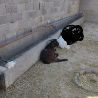 بزغاله نر چاق