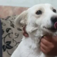 واگذاری پاکوتاه نگهبان کیفیت عالی قیمت پنج تومن