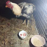 خروس لاری صابونی