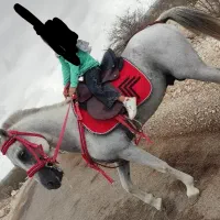 اسب نریان