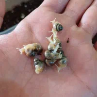 جوجه حلزون آچاتینا آلبینو