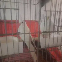 عروس هلندی آلبینو