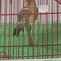 سهره قناری نر|پرنده|اردبیل, |دیوار