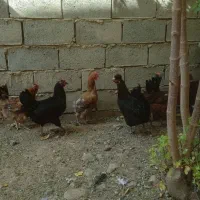 مرغوپرندگان|حیوانات مزرعه|شاهین دژ, |دیوار