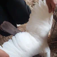 دمبی|پرنده|کرخه, |دیوار