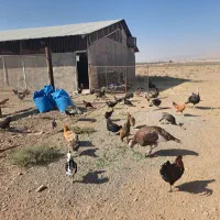 مرغ و خروس رسمی|حیوانات مزرعه|قم, پردیسان|دیوار