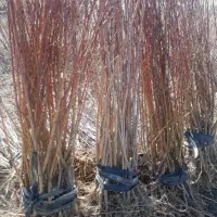 فروش انواع نهال پیوندی و اصلاح شده