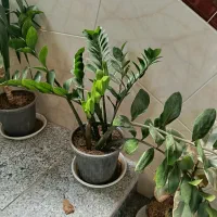 گل آپارتمانی معاوضه