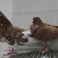 کبوتر پرشی شمرونی و انگلیسی