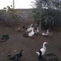 اردک وغو غاز|حیوانات مزرعه|علی‌آباد کتول, |دیوار