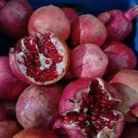 باغ انارت امسال بار کم داد/میوه ها ترک خورده