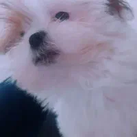 سگ شیتزو سوپر فیلت