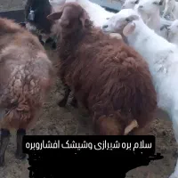 بره نرفروشی