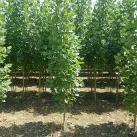 نهال صنوبر تبریزی با ضمانت کیفیت و ارسال سریع|خدمات باغبانی و درختکاری|قم, شاه احمد قاسم|دیوار