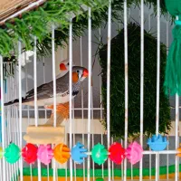 دو جفت فنچ|پرنده|کلاله, |دیوار