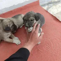 سگ پژدر|سگ|ملایر, |دیوار