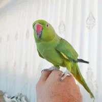 طوطی ملنگو ماده