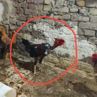 جوجه|حیوانات مزرعه|زاهدان, |دیوار