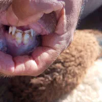 قوچ هترو|حیوانات مزرعه|میان جلگه, |دیوار