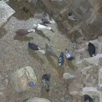 کبوتر|پرنده|باوی, |دیوار