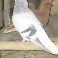 کبوتر شامی دم سفید